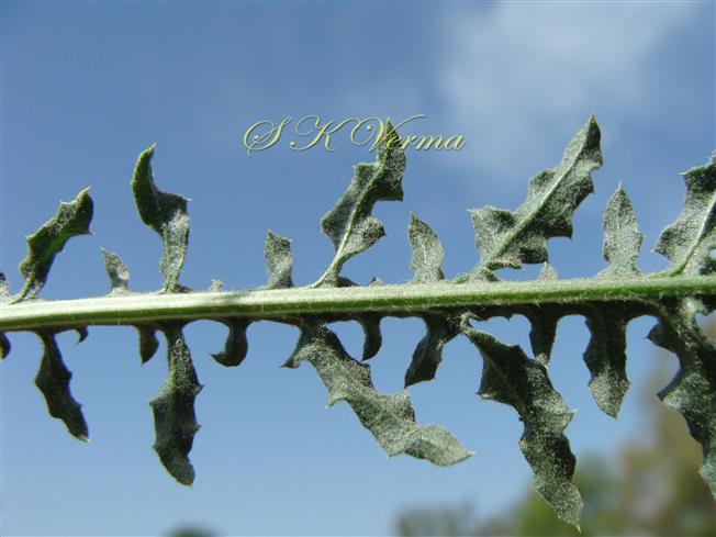  Leaf lobes-Abaxial surface tomentose